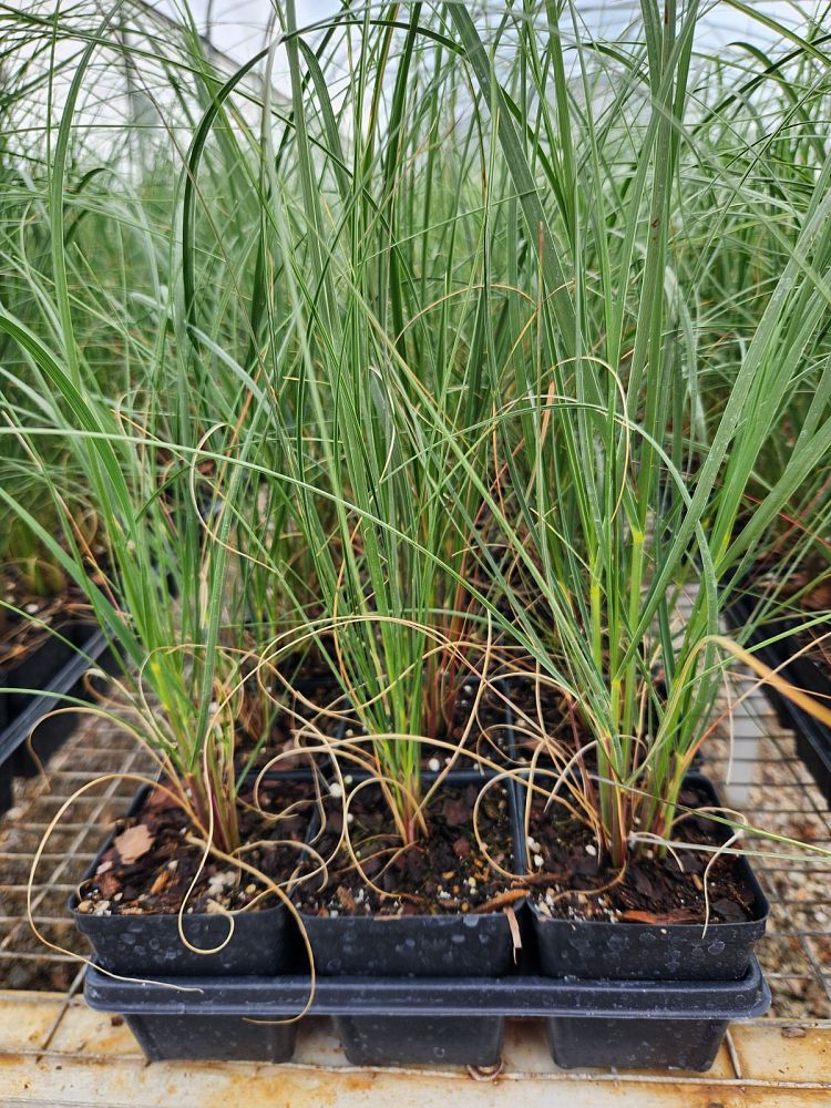 uniola-paniculata-sea-oats