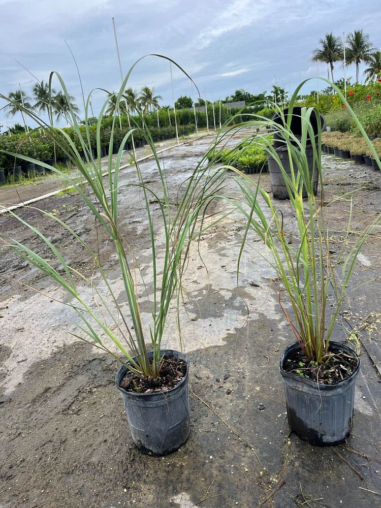 uniola-paniculata-sea-oats