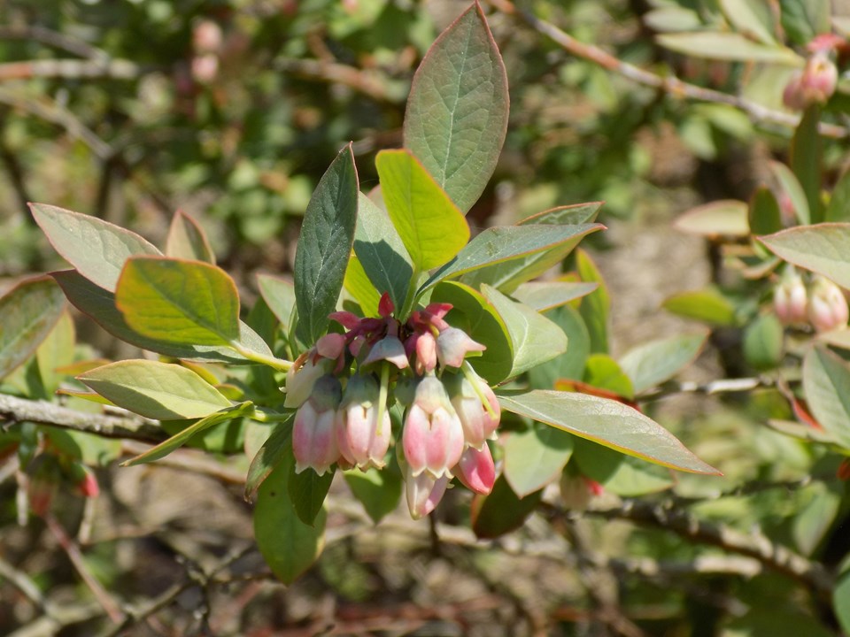 vaccinium-corymbosum-sunshine-blue-highbush-blueberry