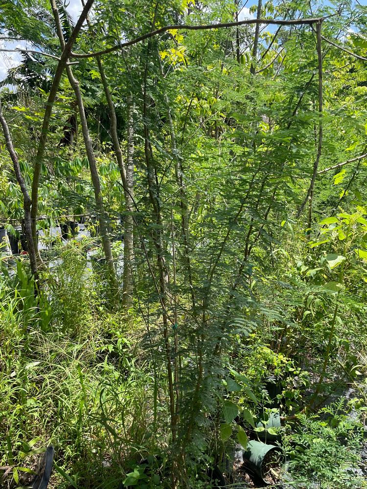 vachellia-farnesiana