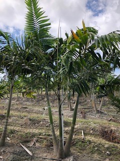 veitchia-arecina-veitchia-montgomeryana-montgomery-palm-veitchia-macdanielsii