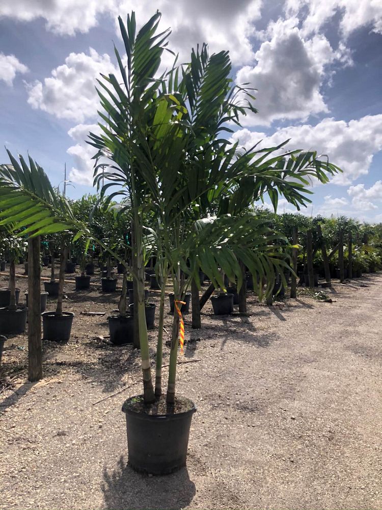 Ideal Palms | plantANT.com