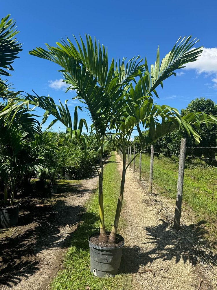 veitchia-merrillii-christmas-palm-adonidia-merrillii