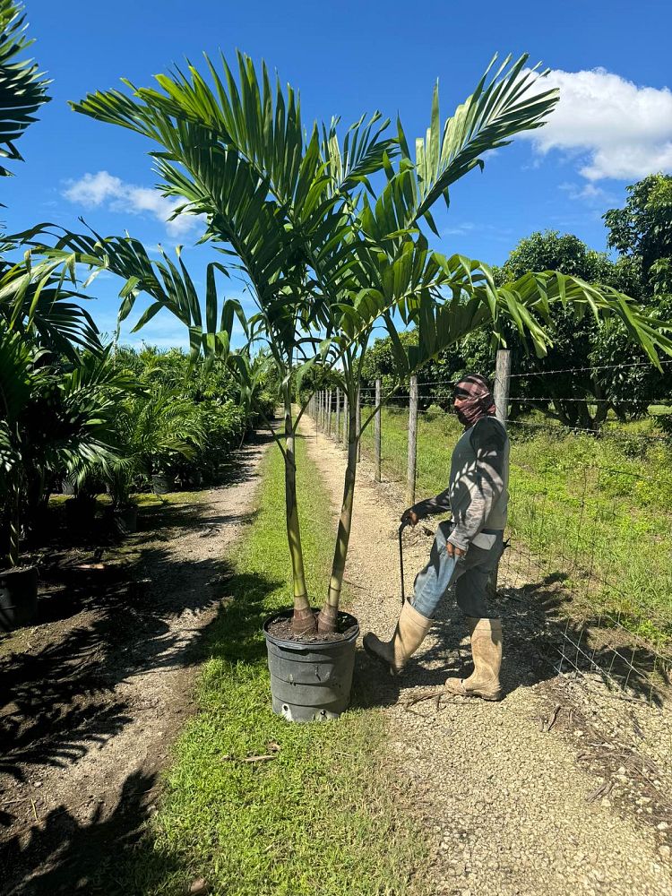 veitchia-merrillii-christmas-palm-adonidia-merrillii