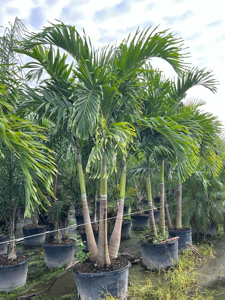 veitchia-merrillii-christmas-palm-adonidia-merrillii