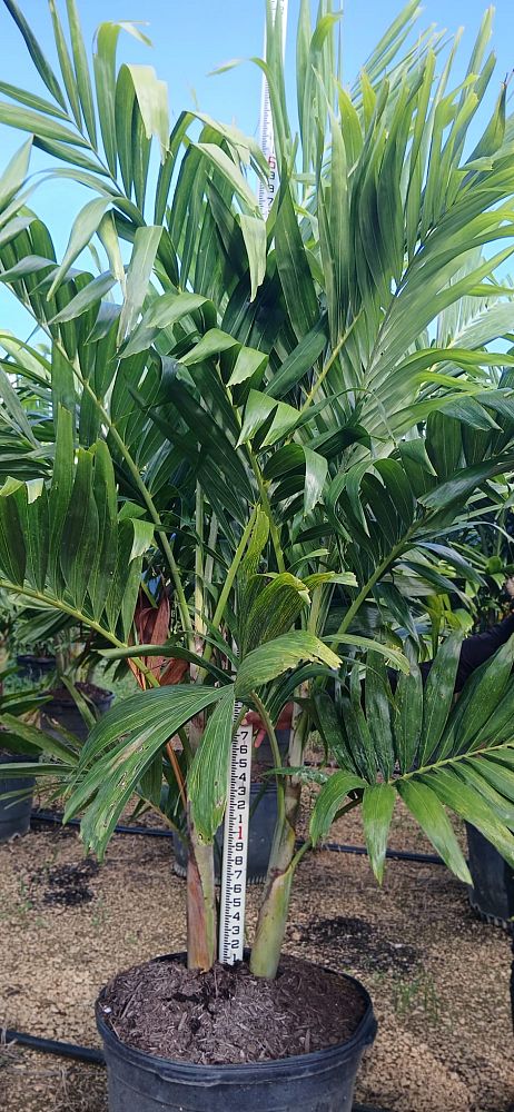 veitchia-merrillii-christmas-palm-adonidia-merrillii