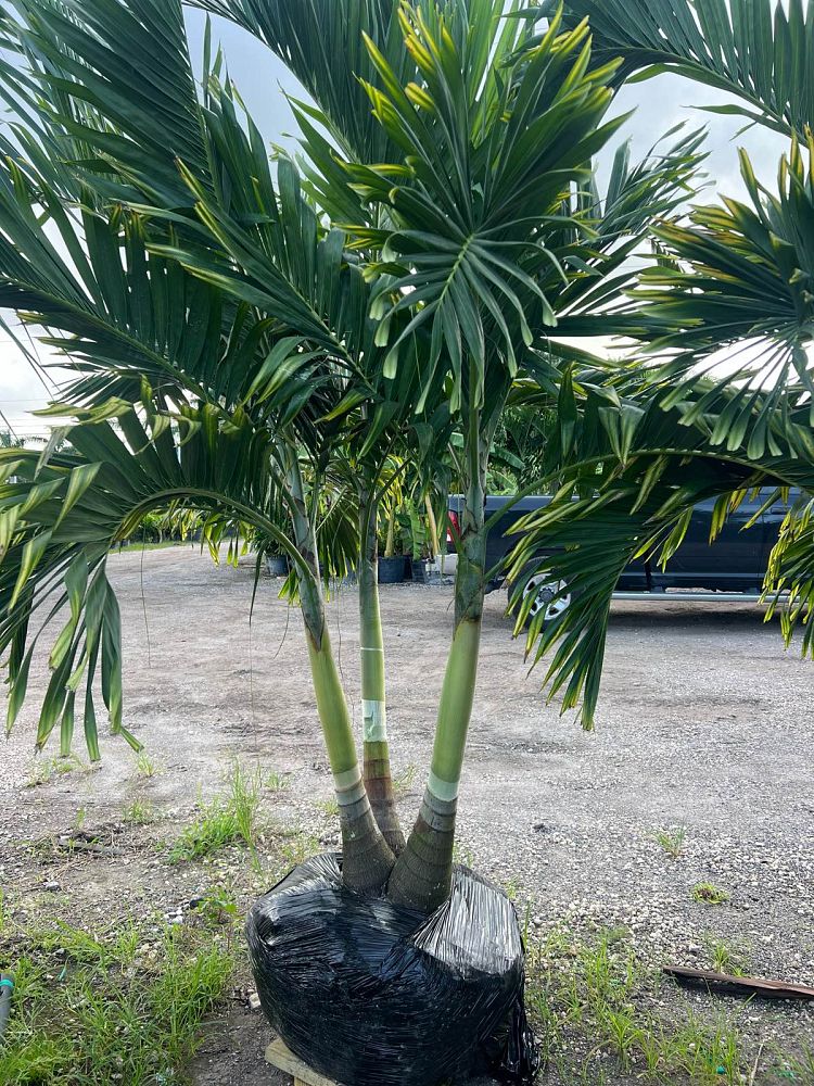 veitchia-merrillii-christmas-palm-adonidia-merrillii