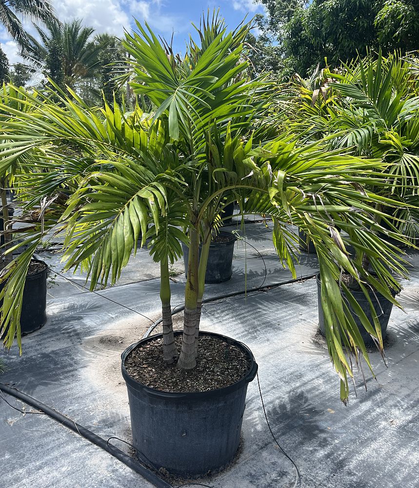 veitchia-merrillii-christmas-palm-adonidia-merrillii