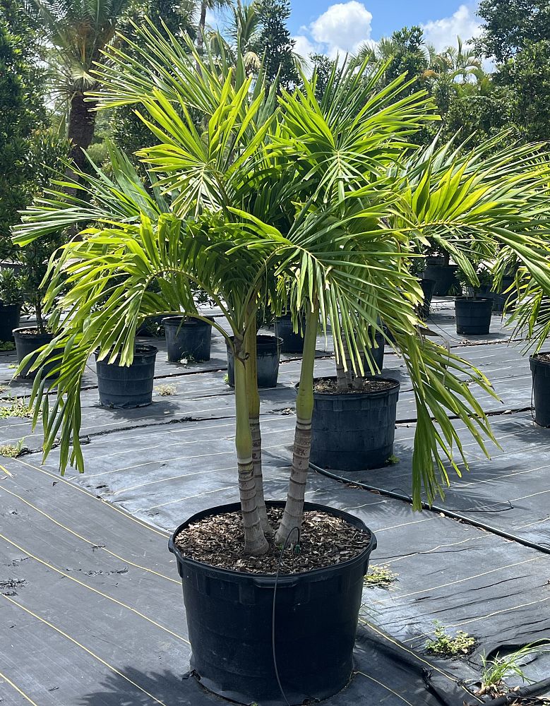 veitchia-merrillii-christmas-palm-adonidia-merrillii