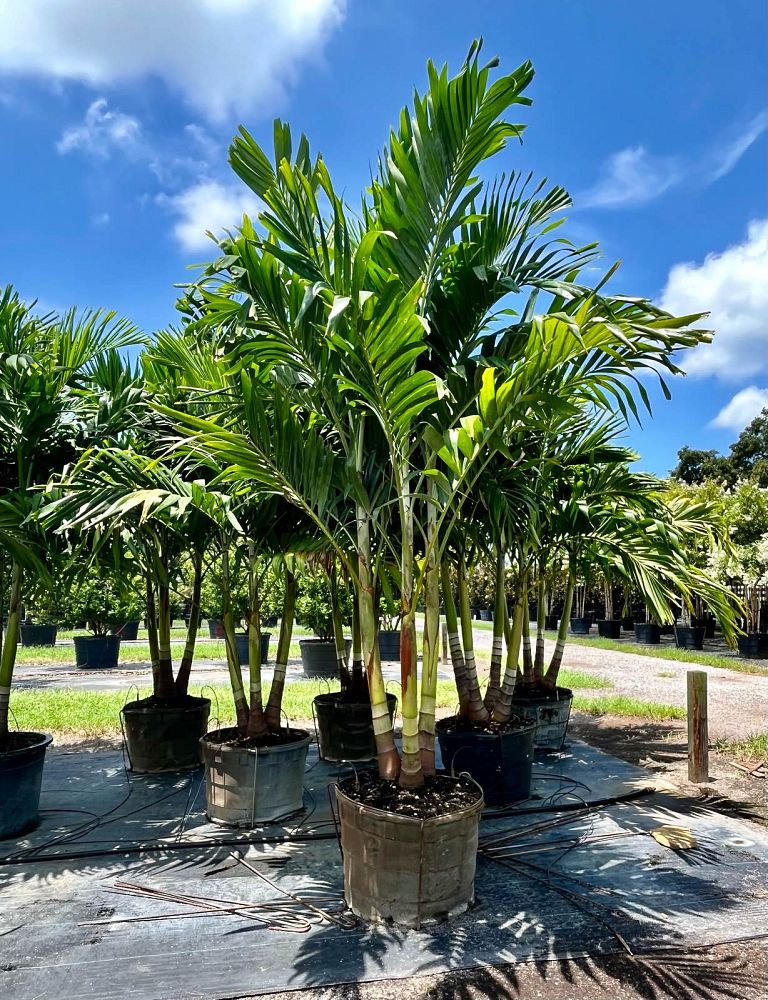 veitchia-merrillii-christmas-palm-adonidia-merrillii