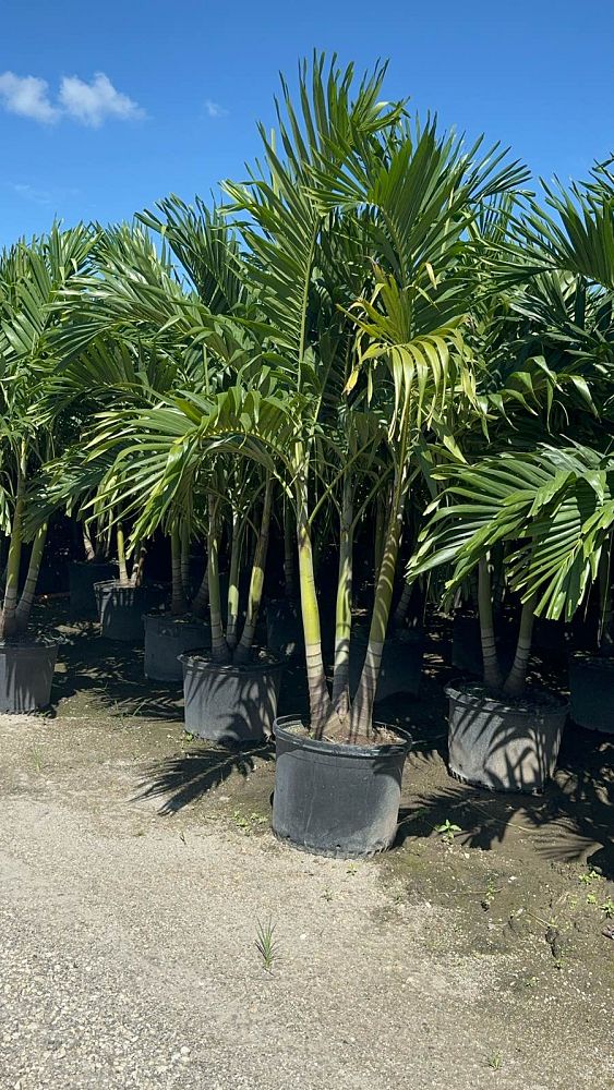 veitchia-merrillii-christmas-palm-adonidia-merrillii