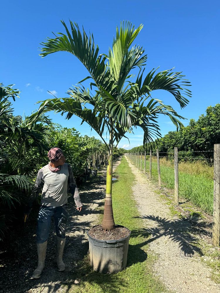 veitchia-merrillii-christmas-palm-adonidia-merrillii