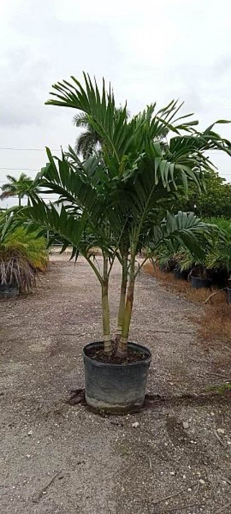 veitchia-merrillii-christmas-palm-adonidia-merrillii