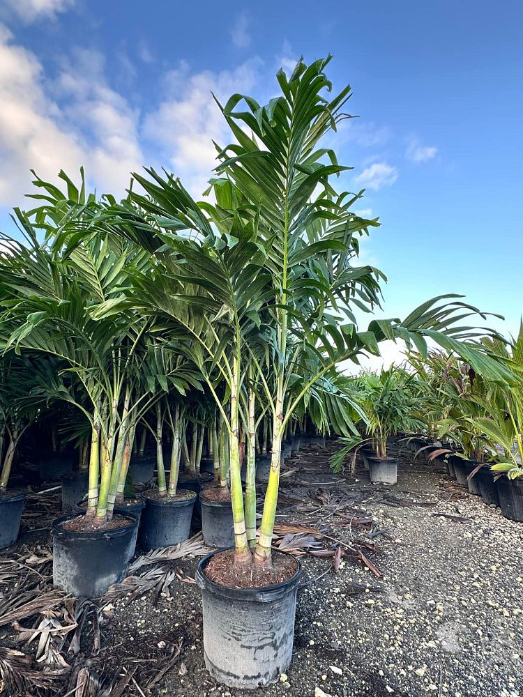 veitchia-merrillii-christmas-palm-adonidia-merrillii