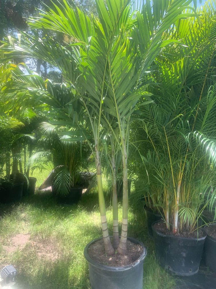 veitchia-merrillii-christmas-palm-adonidia-merrillii