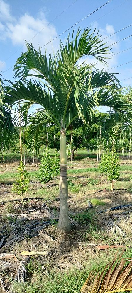 veitchia-merrillii-christmas-palm-adonidia-merrillii