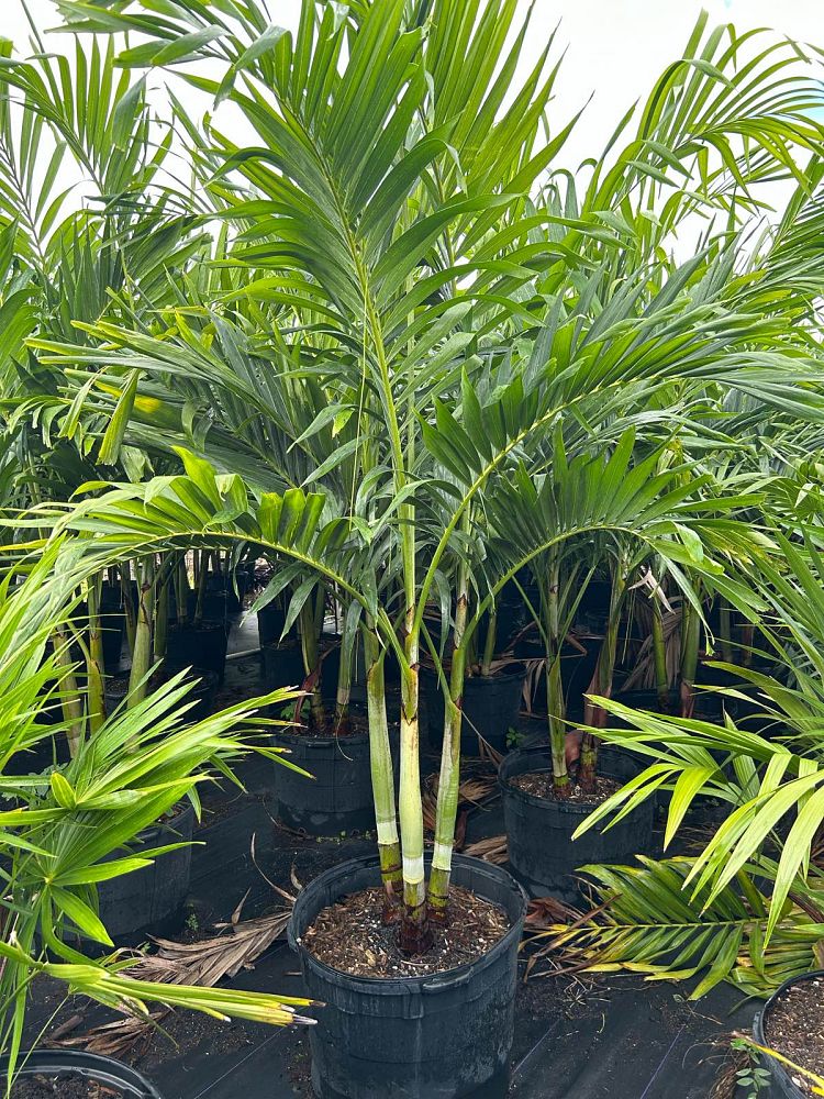 veitchia-merrillii-christmas-palm-adonidia-merrillii