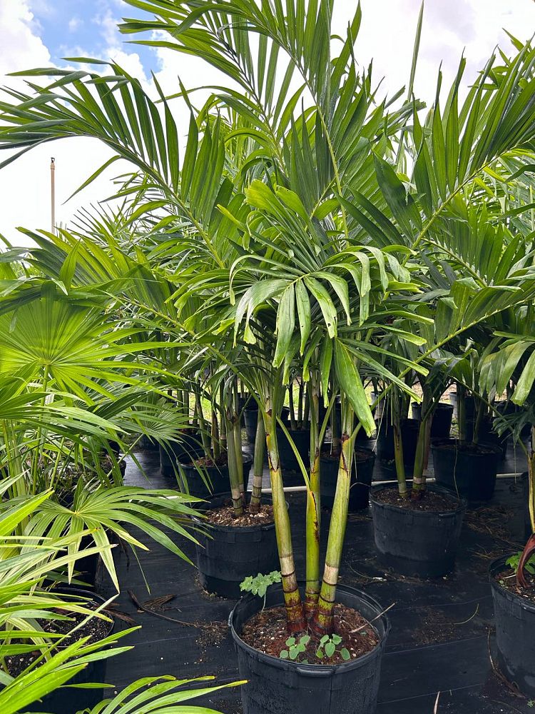 veitchia-merrillii-christmas-palm-adonidia-merrillii