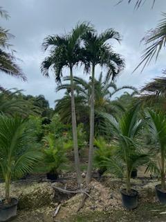 veitchia-merrillii-christmas-palm-adonidia-merrillii