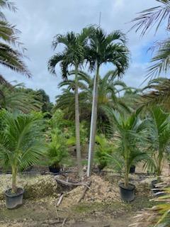 veitchia-merrillii-christmas-palm-adonidia-merrillii