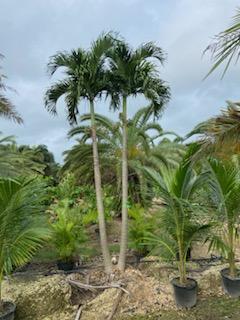 veitchia-merrillii-christmas-palm-adonidia-merrillii