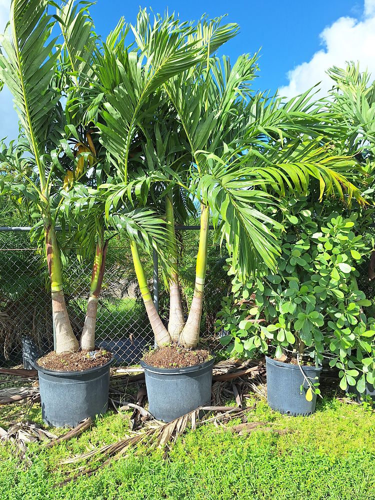 veitchia-merrillii-christmas-palm-adonidia-merrillii