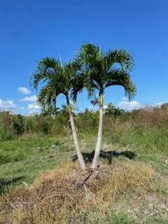 veitchia-merrillii-christmas-palm-adonidia-merrillii