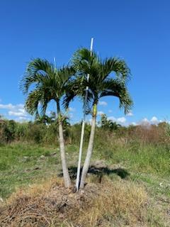 veitchia-merrillii-christmas-palm-adonidia-merrillii