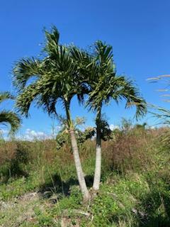 veitchia-merrillii-christmas-palm-adonidia-merrillii