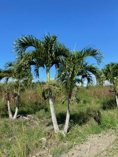 veitchia-merrillii-christmas-palm-adonidia-merrillii