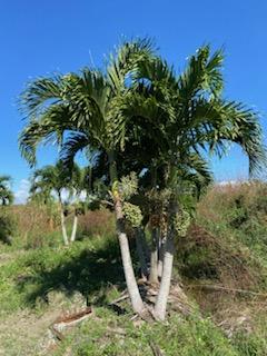 veitchia-merrillii-christmas-palm-adonidia-merrillii