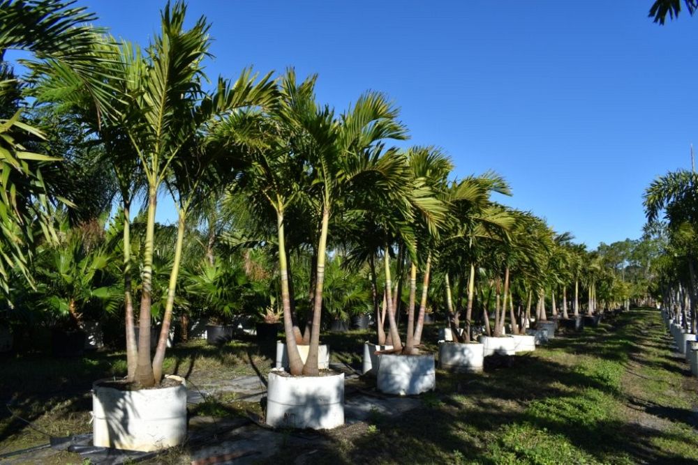 veitchia-merrillii-christmas-palm-adonidia-merrillii