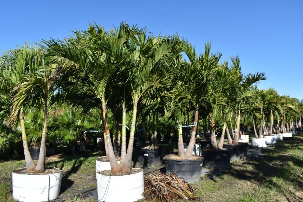 veitchia-merrillii-christmas-palm-adonidia-merrillii