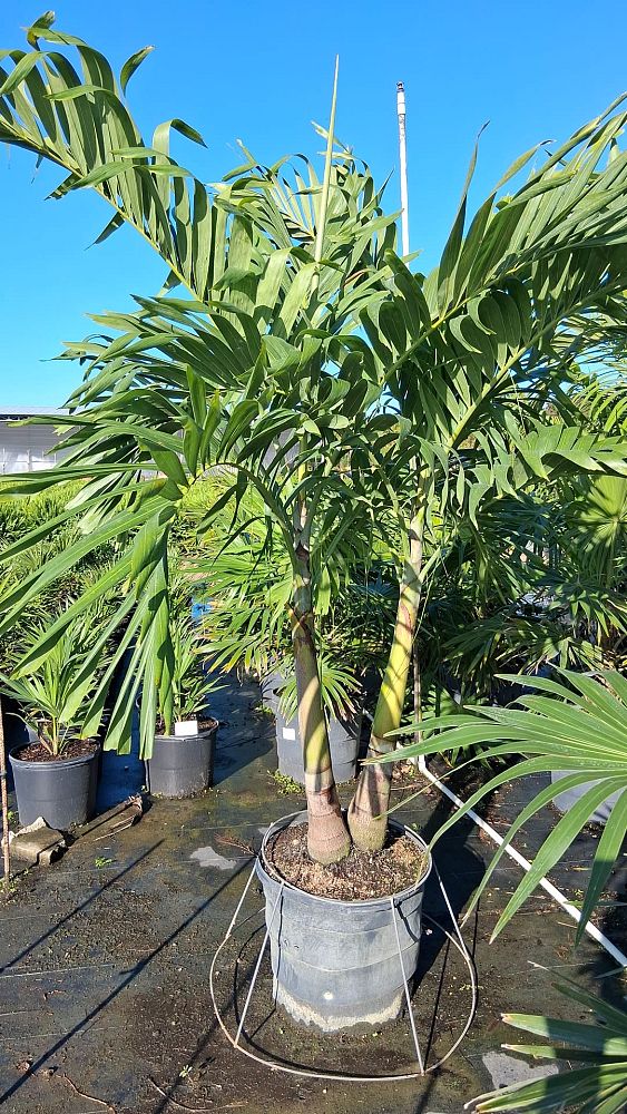 veitchia-merrillii-christmas-palm-adonidia-merrillii