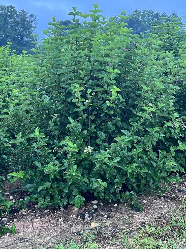 viburnum-dentatum-chicago-lustre-synnestvedt-southern-arrowwood