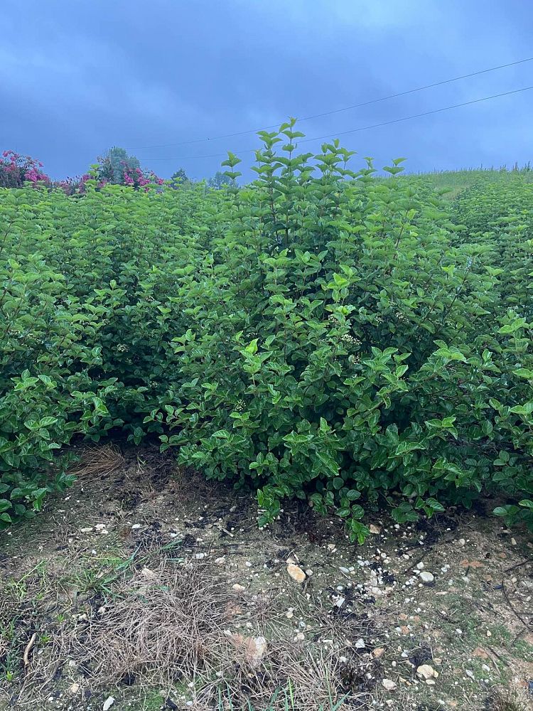 viburnum-dentatum-chicago-lustre-synnestvedt-southern-arrowwood