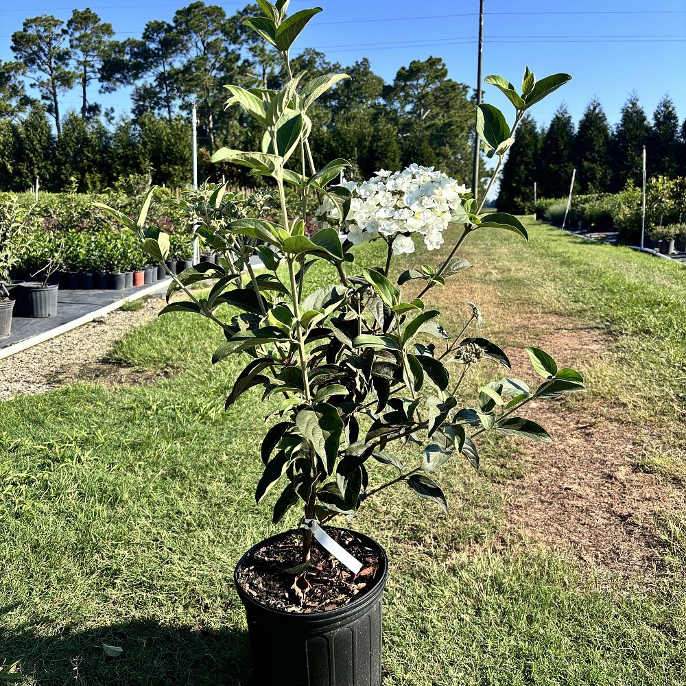 viburnum-macrocephalum-chinese-snowball-viburnum