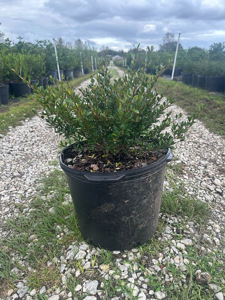 viburnum-obovatum-densa-walters-viburnum