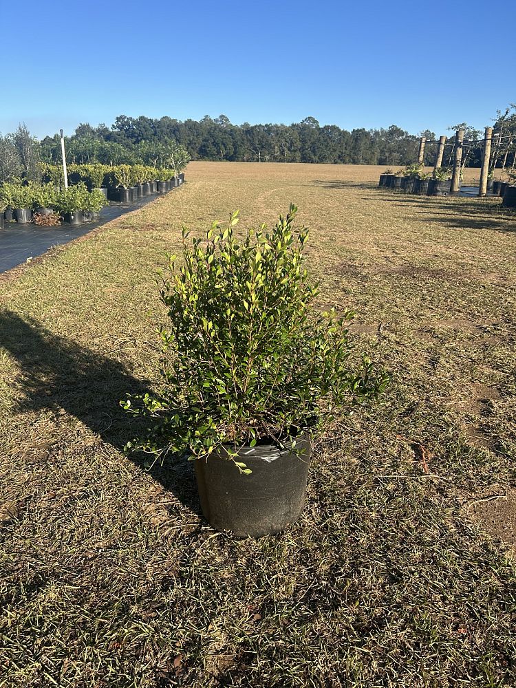 viburnum-obovatum-densa-walters-viburnum