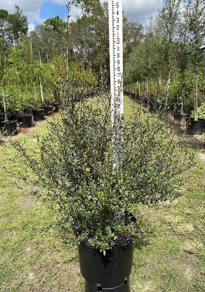 viburnum-obovatum-grande-select-walters-viburnum