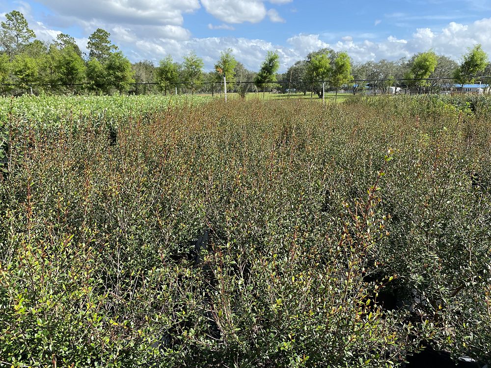 viburnum-obovatum-grande-select-walters-viburnum