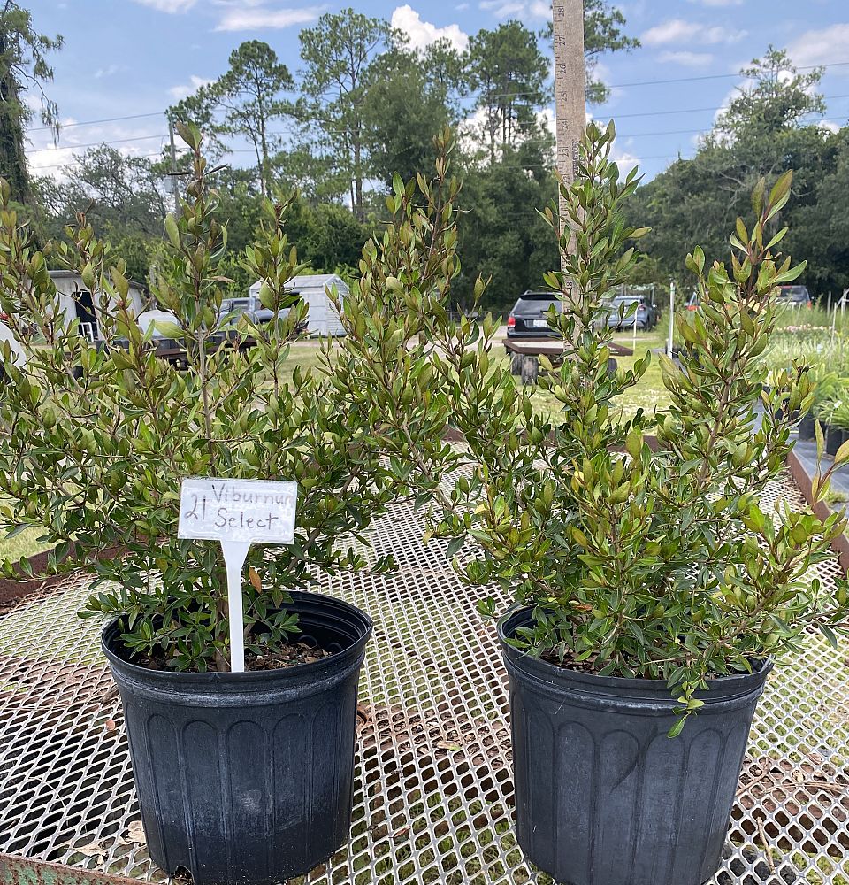 viburnum-obovatum-select-walters-viburnum