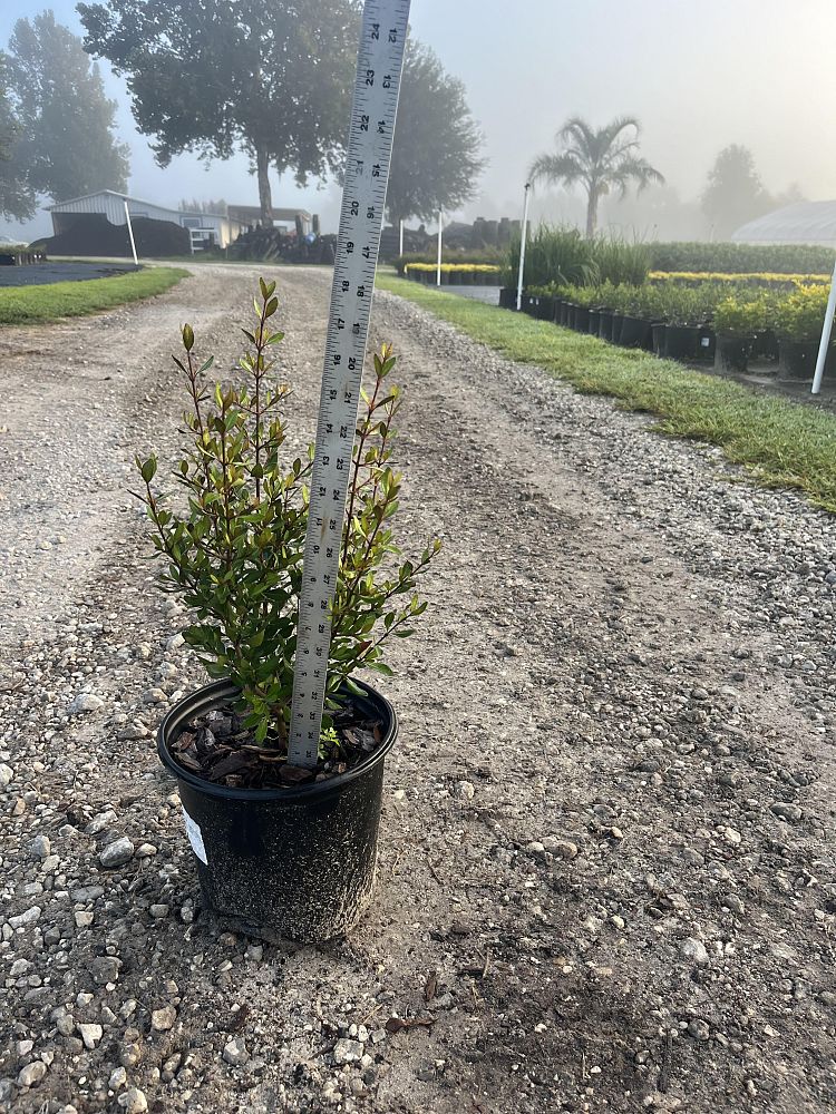 viburnum-obovatum-select-walters-viburnum