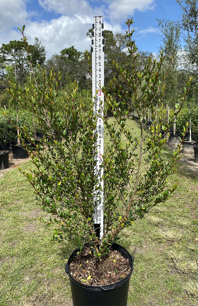 viburnum-obovatum-select-walters-viburnum