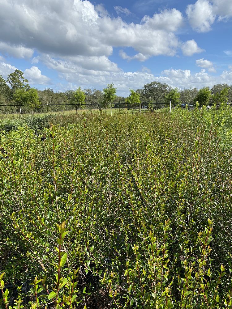 viburnum-obovatum-select-walters-viburnum