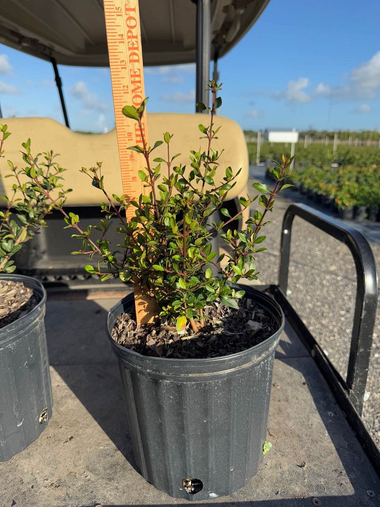 viburnum-obovatum-walters-viburnum