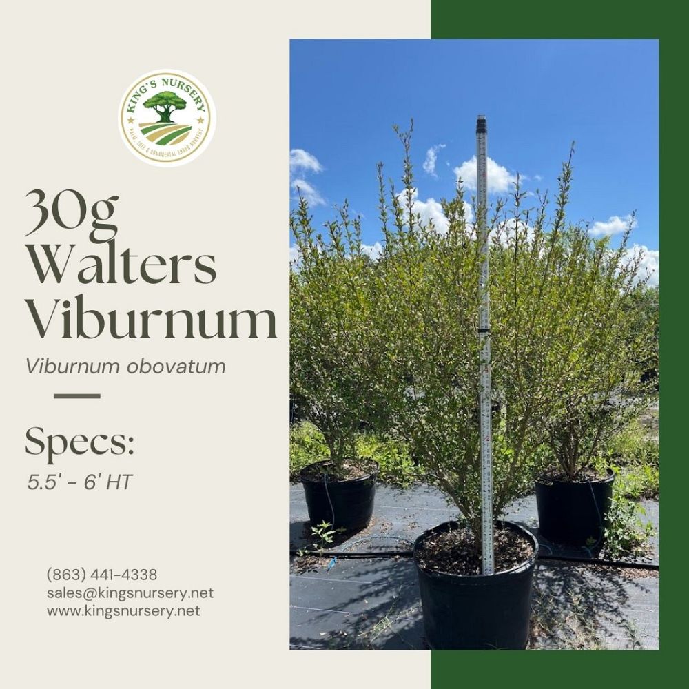 viburnum-obovatum-walters-viburnum