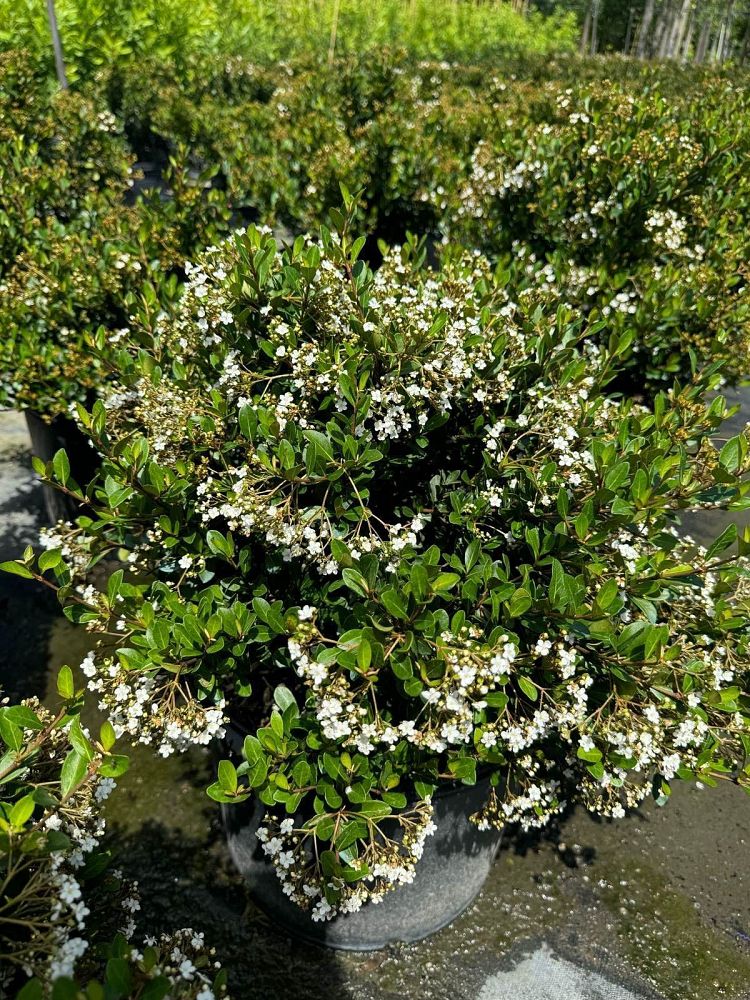 viburnum-obovatum-walters-viburnum