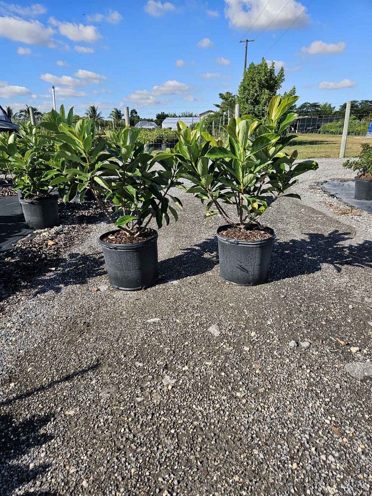 viburnum-odoratissimum-awabuki-awabuki-sweet-viburnum