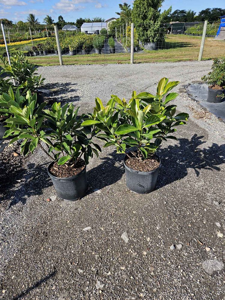 viburnum-odoratissimum-awabuki-awabuki-sweet-viburnum